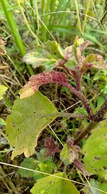 Daun Nilam Menguning dan Bintik Hitam - Apakah ini Budok?