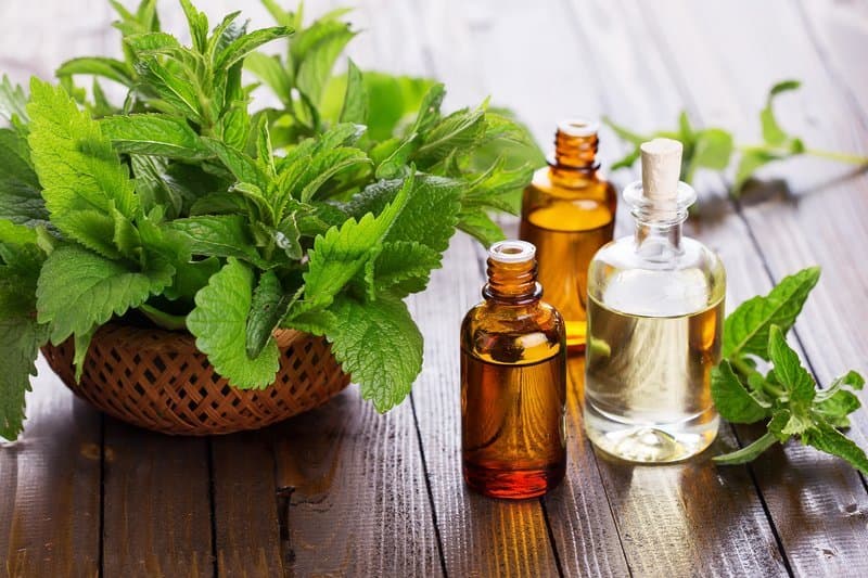 Analisis kesehatan daun nilam menggunakan AI.