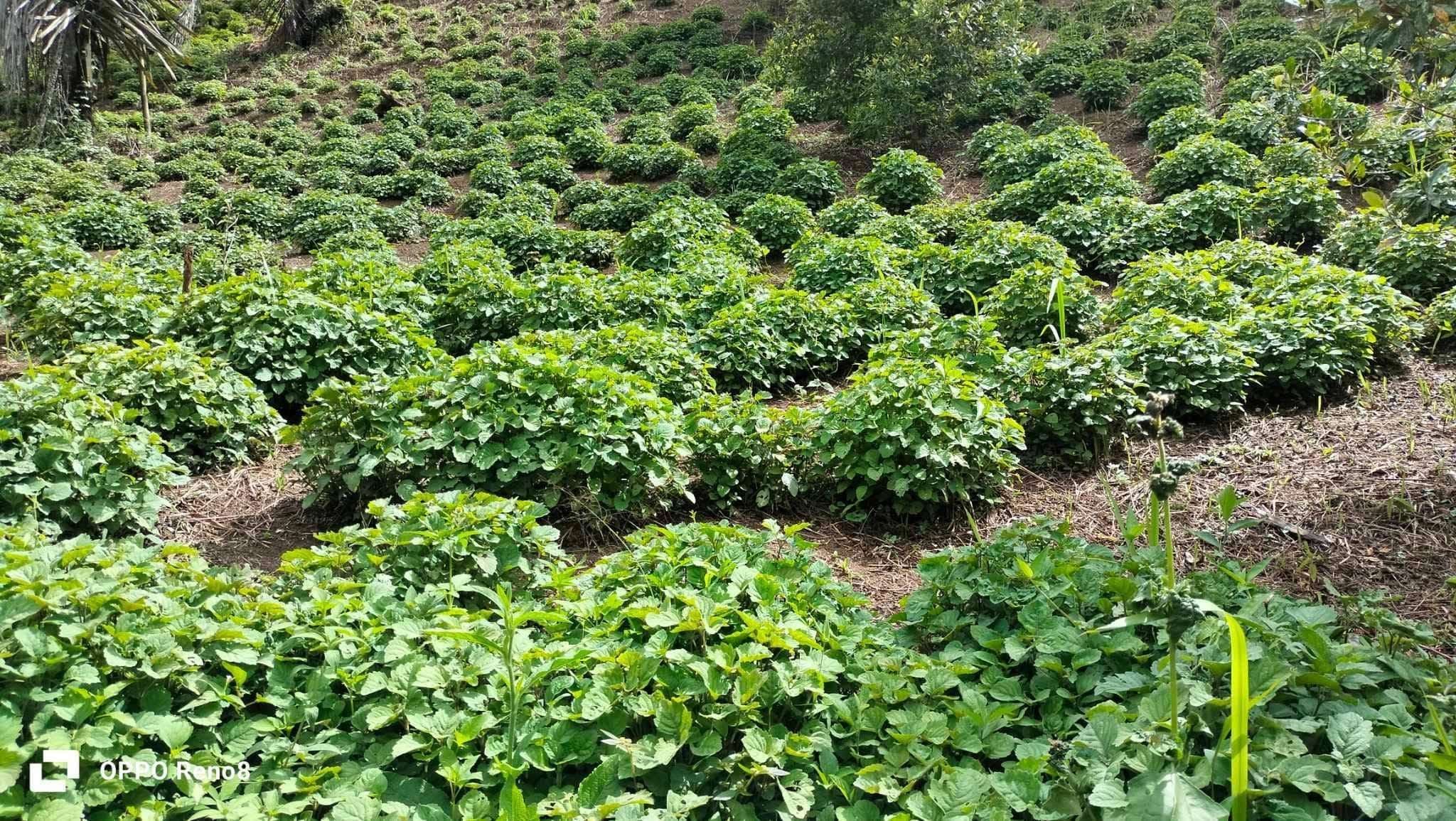 Rahasia Agar Tanaman Nilam Tumbuh Subur dan Daun Lebat